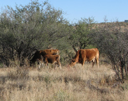 Cattle Family