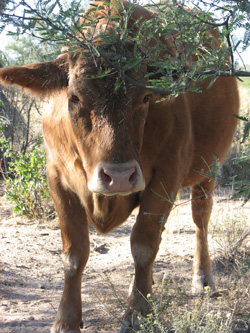 Beef Heifer