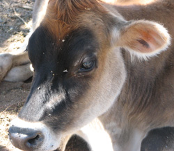 Jersey Heifer