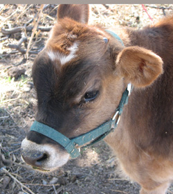 Jersey Bull
