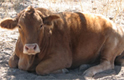 Grass Fed Beef, Jersey Dairy Cow Thumbnail