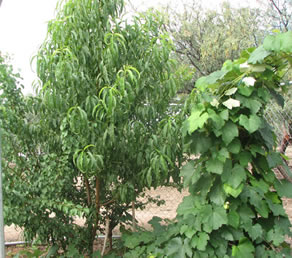 greywater organic fruit trees