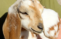 Goat Births Thumbnail