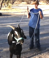 Homeschool Project: Lead Rope Training Pack Goat