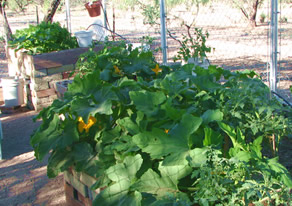Organic Raised Garden with Self Watering Beds