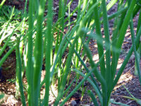 Organic Onion/Chives