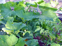Organic Squash