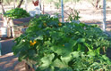 Organic Raised Heirloom Garden Thumbnail