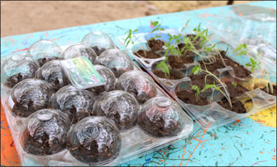 tomato starts from heirloom organic seed