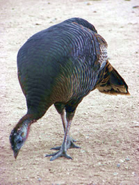 Heritage Turkey Pecking Ground