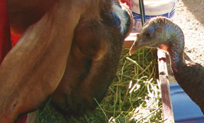 Tula the Eastern Wild Turkey eating alfalfa hay with the Nubian Goat
