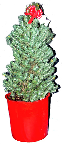 Self Watering Pot Christmas Tree DIY How to