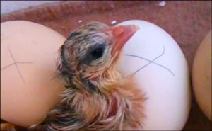 Homemade Egg Incubator Hatched Chick