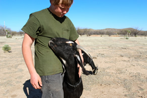 Home School Project: Training Pack Goat