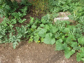 greywater organic squah & pumpins near outlet
