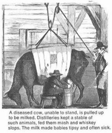 diseased cow from frank leslie's illustrated newspaper