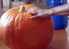 Cutting the Extra Large Big Max Pumpkin