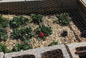 Self Watering Strawberry Patch