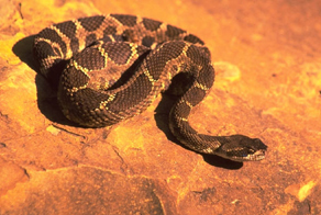 Desert Life Creature