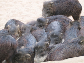 Wild Pig Herd - Peccaries in the Southwest Desert