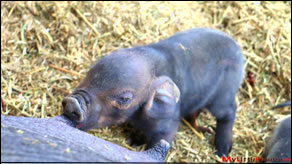 Grass Fed Pig Clean Food Raising a Piglet